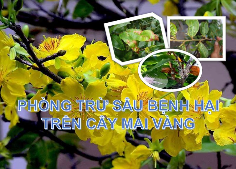 Những bệnh thường gặp trên cây mai vàng và cách trị bệnh cho cây